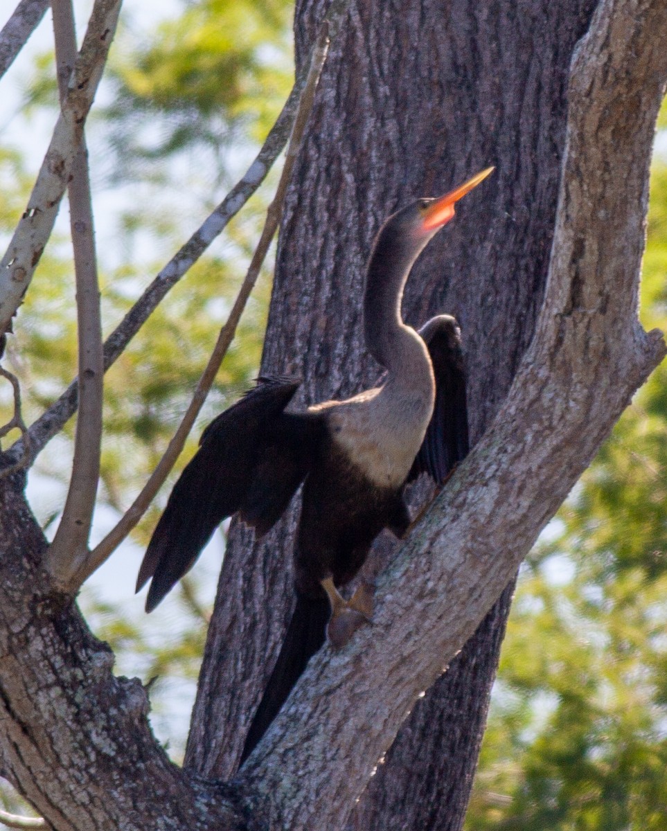 Anhinga - ML647145746