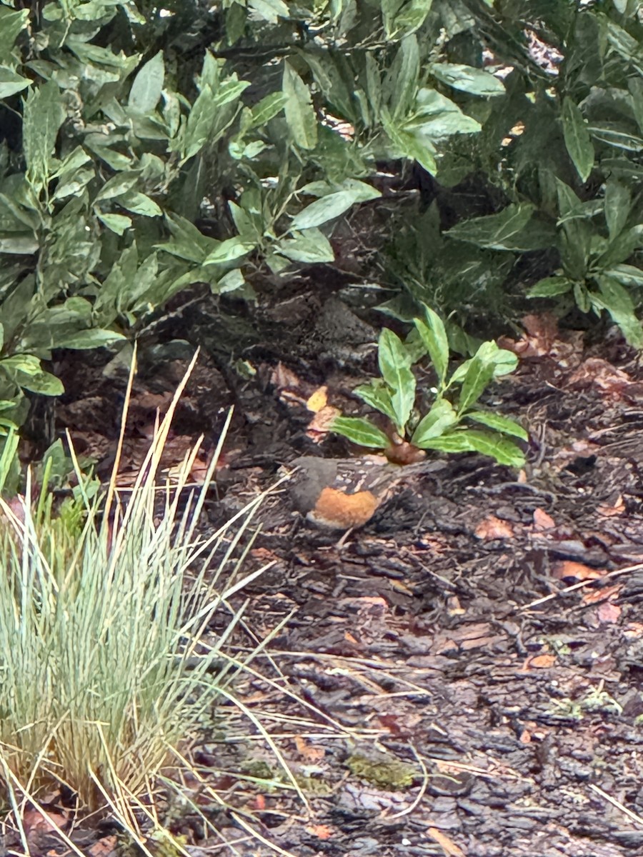Spotted Towhee - ML647145747