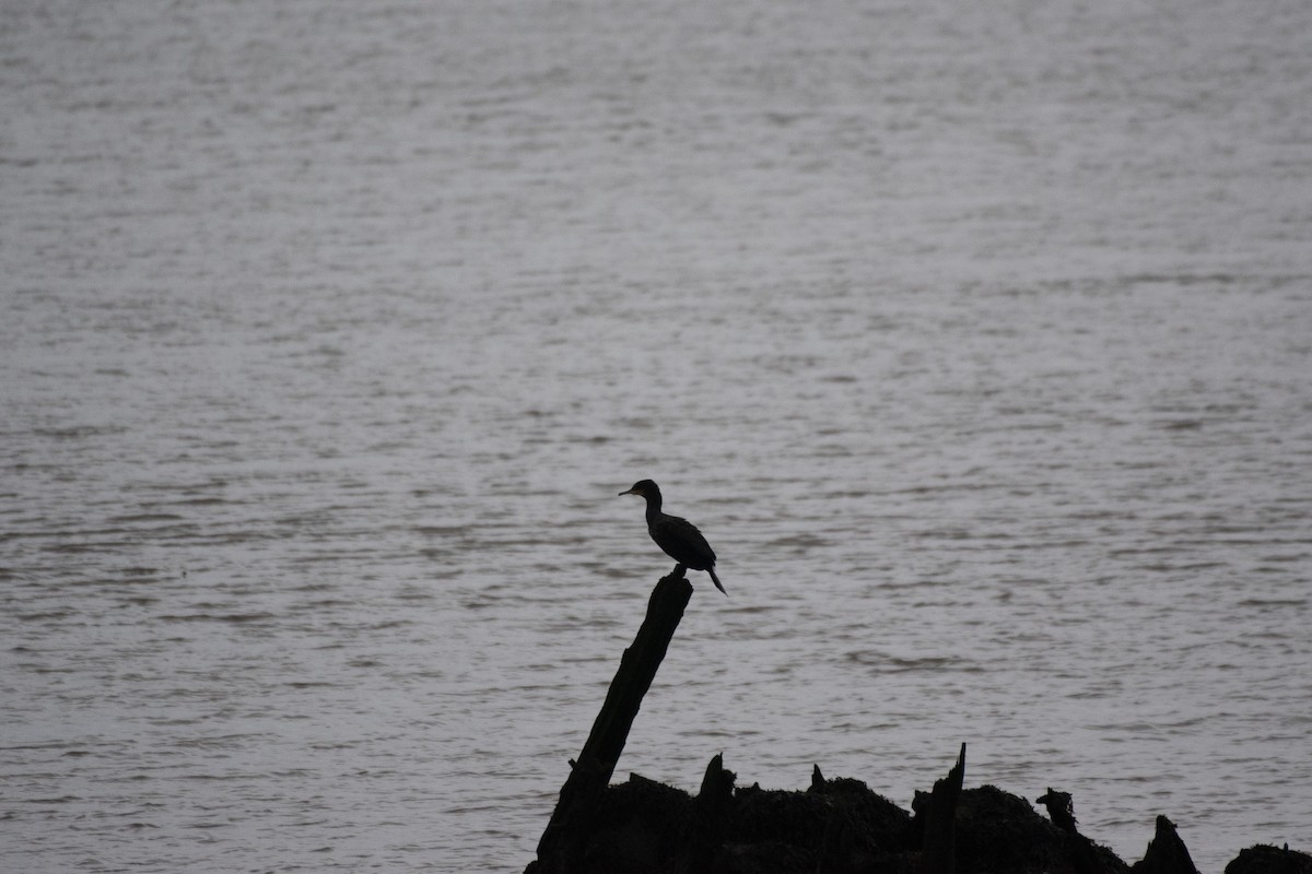 kormorán velký - ML647145754