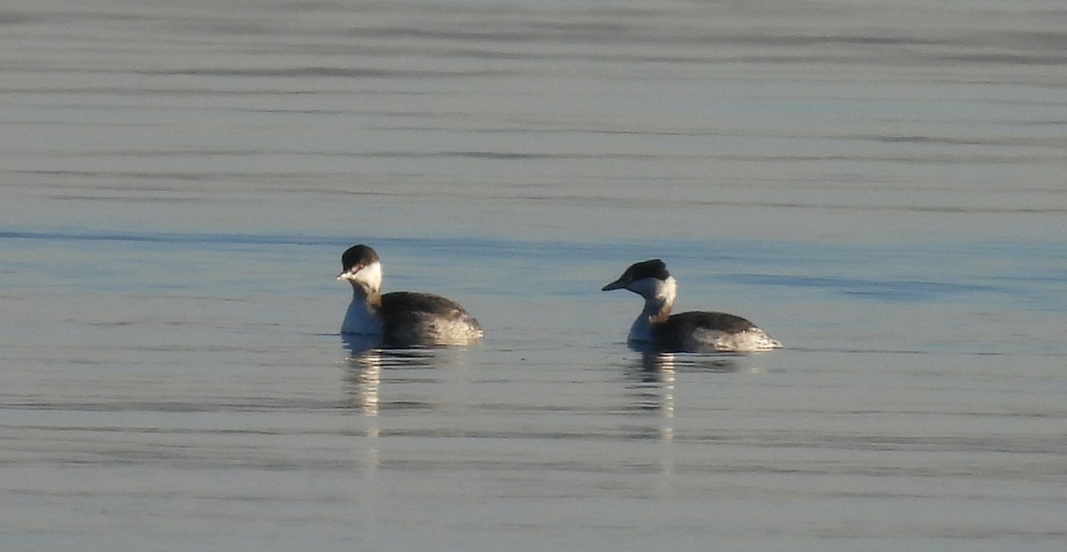 ミミカイツブリ - ML647145761