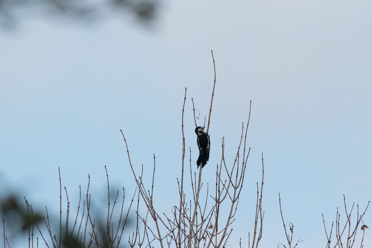 Great Spotted Woodpecker (Great Spotted) - ML647145764