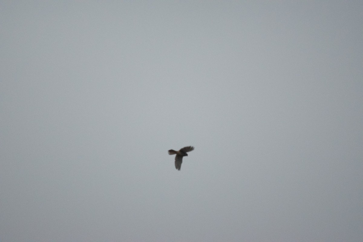 Eurasian Kestrel (Eurasian) - ML647145766