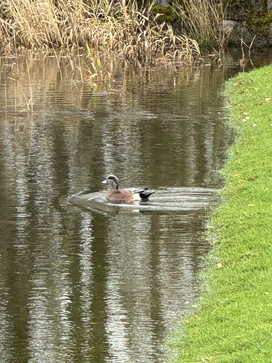 American Wigeon - ML647145769