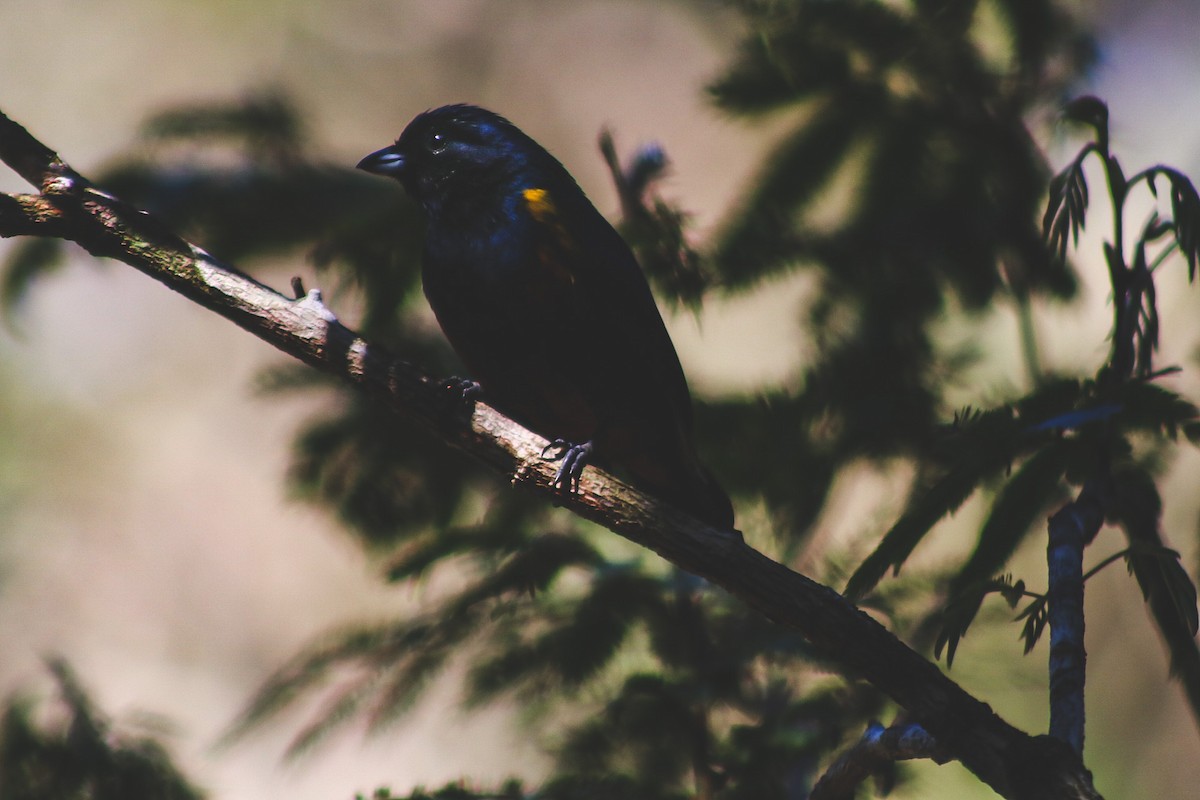 Chestnut-bellied Euphonia - ML647145779