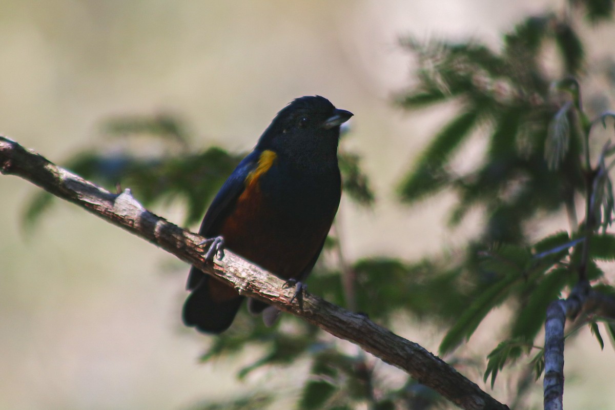 Chestnut-bellied Euphonia - ML647145780