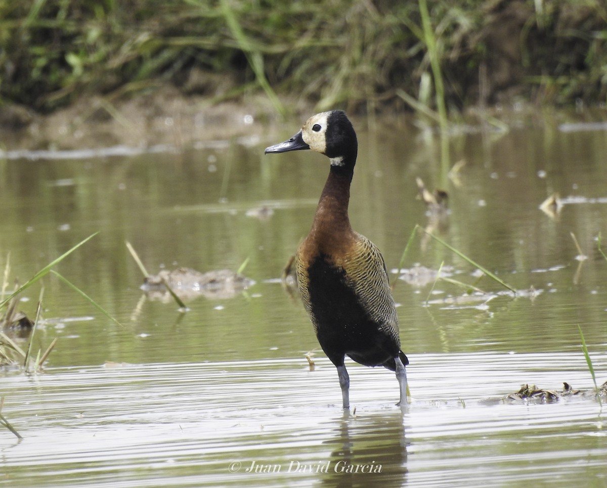 White-faced Whistling-Duck - ML647145785
