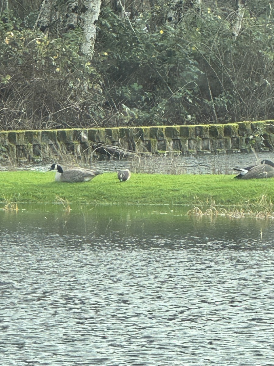 Canada Goose - ML647145790