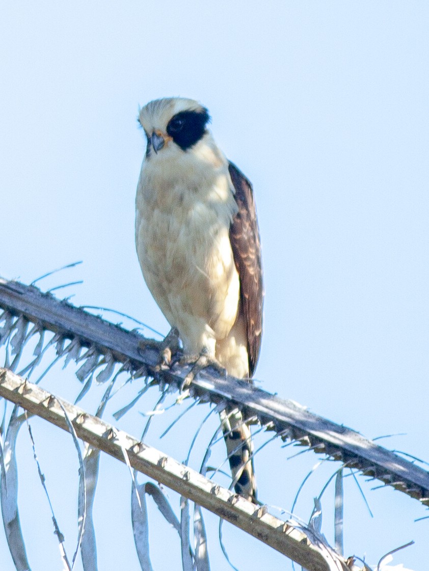 Laughing Falcon - ML647145796