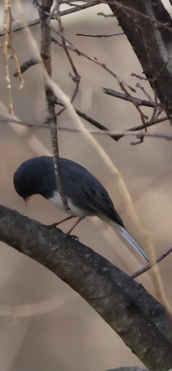 Dark-eyed Junco - ML647145809