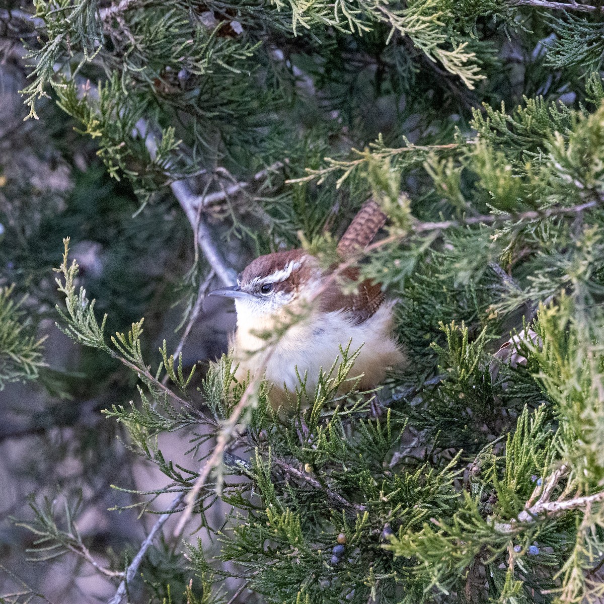 Carolina Wren - ML647145815