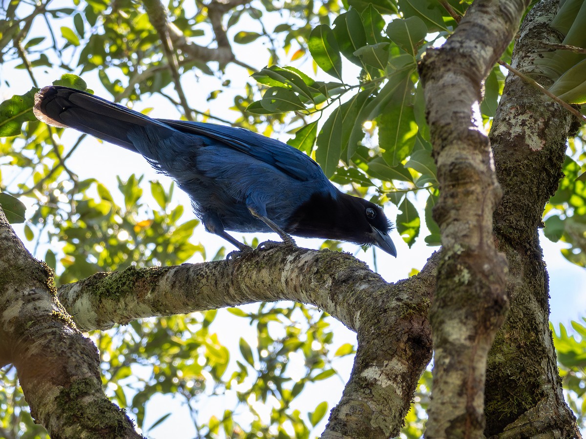 sojka azurová - ML647145818