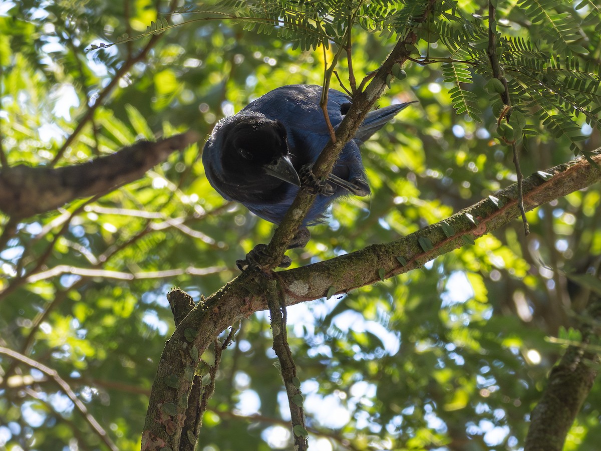 sojka azurová - ML647145819