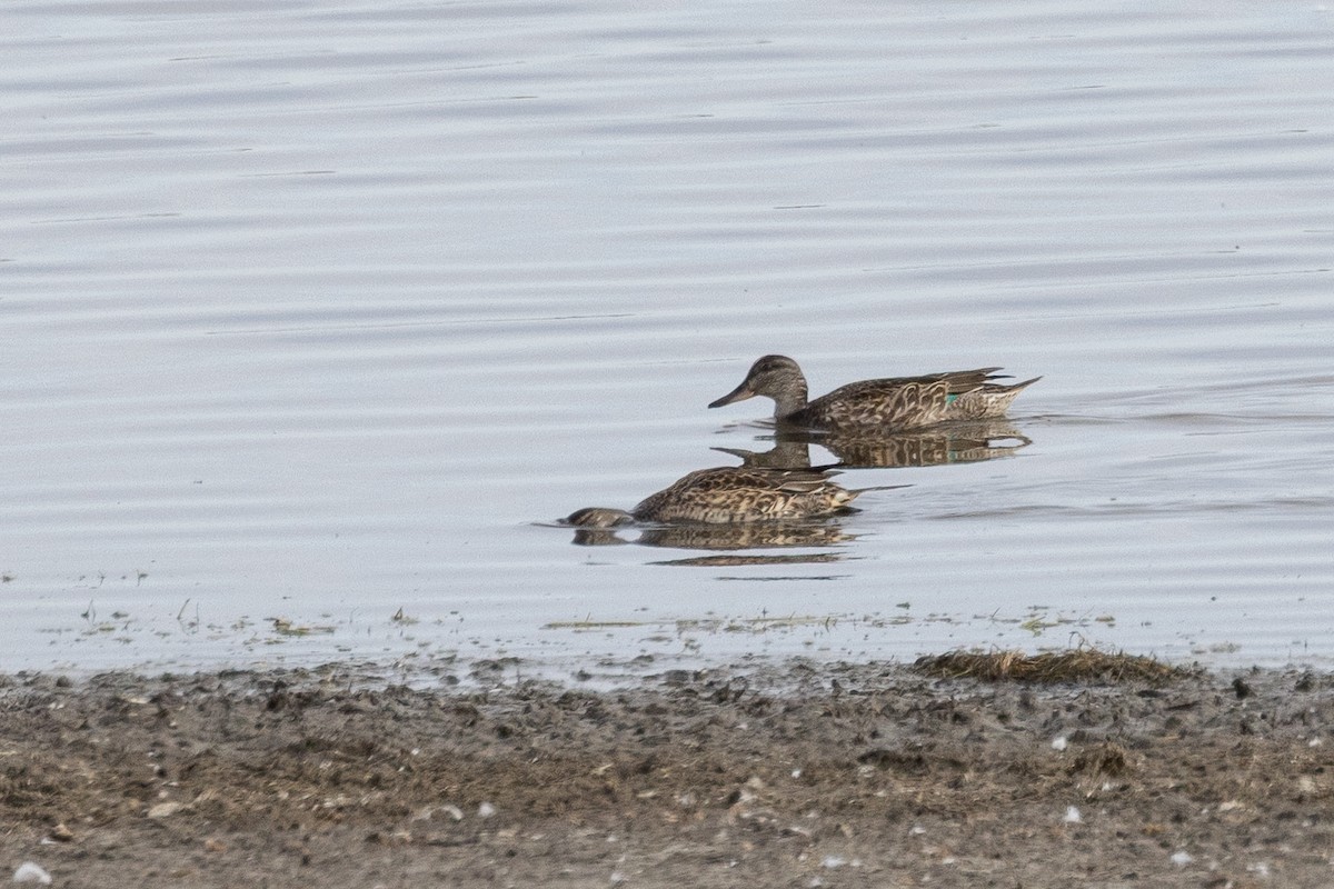 Krickente - ML647145821