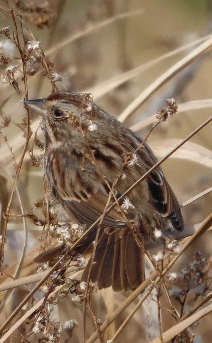 Song Sparrow - ML647145827