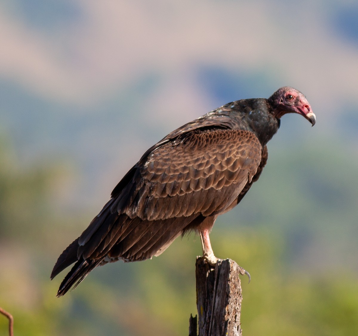 Turkey Vulture - ML647145828