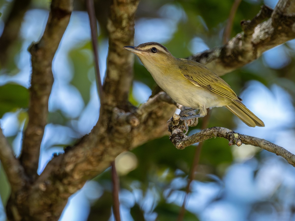 Chivi Vireo - ML647145829