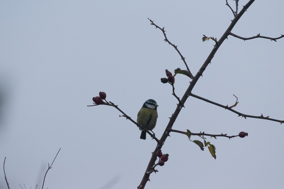 sýkora modřinka - ML647145833