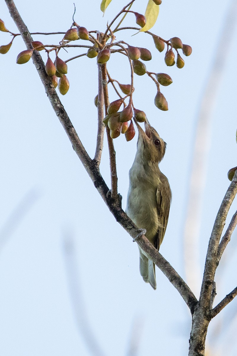 Черноусый виреон - ML647145835