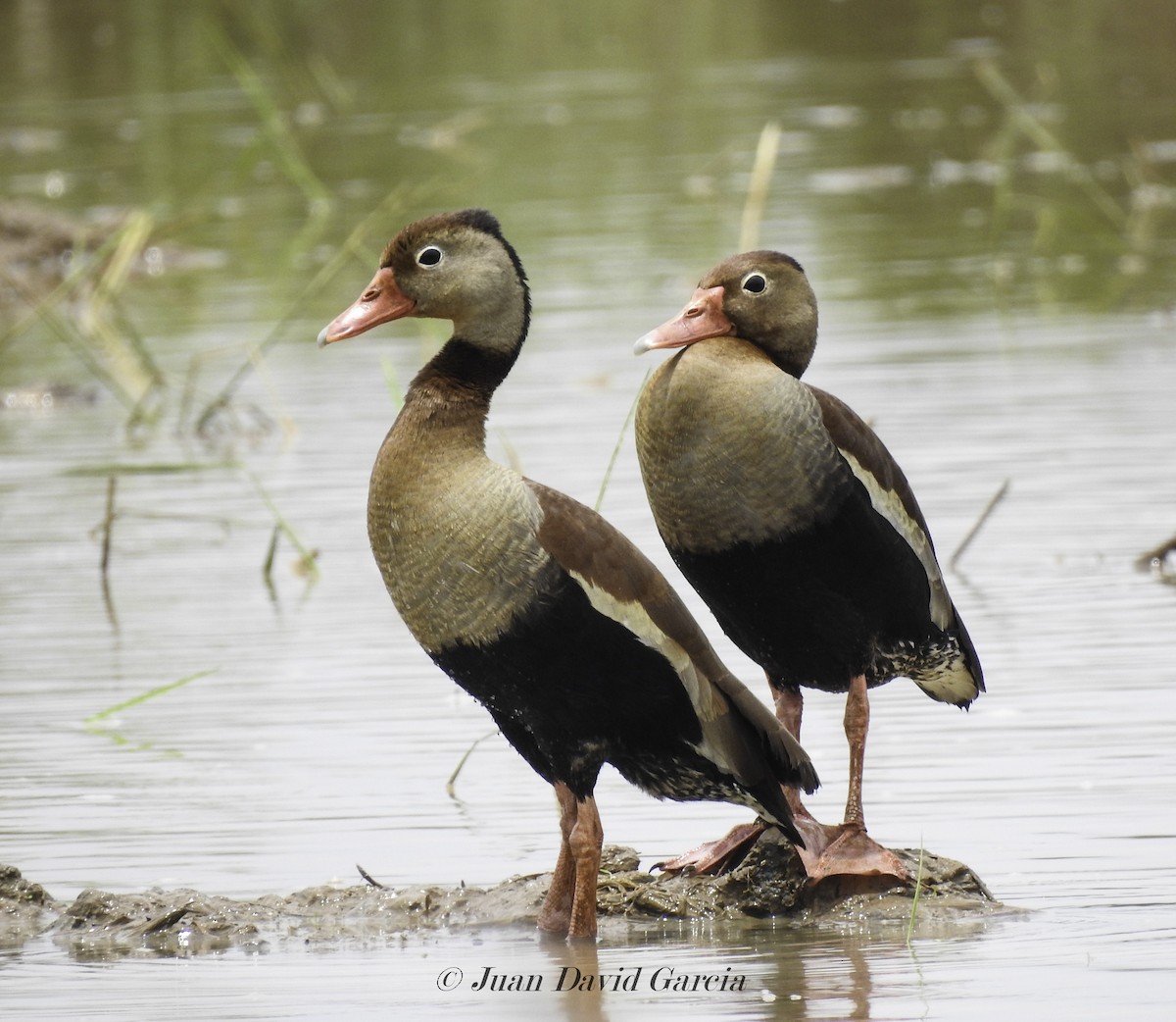Black-bellied Whistling-Duck - ML647145838