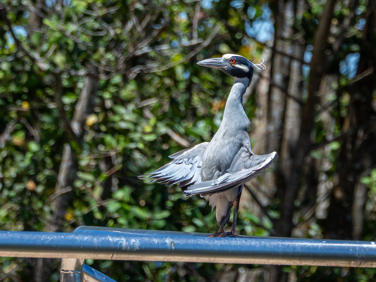 אנפת לילה צהובת-כיפה - ML647145847