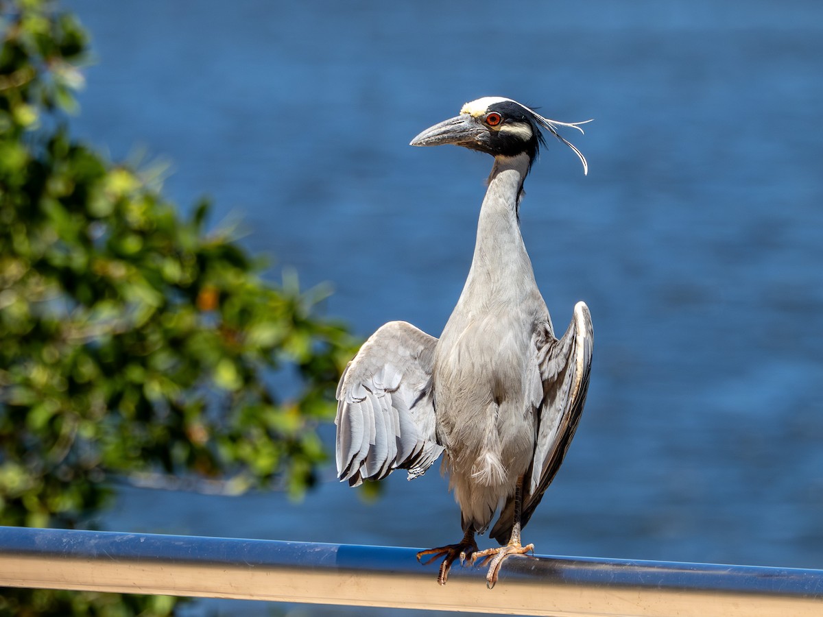 אנפת לילה צהובת-כיפה - ML647145848