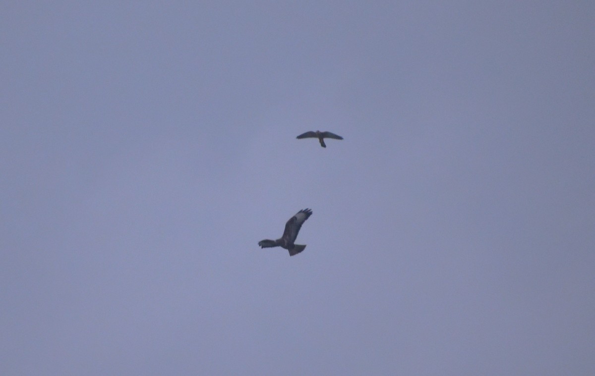 Eurasian Kestrel - ML647145849