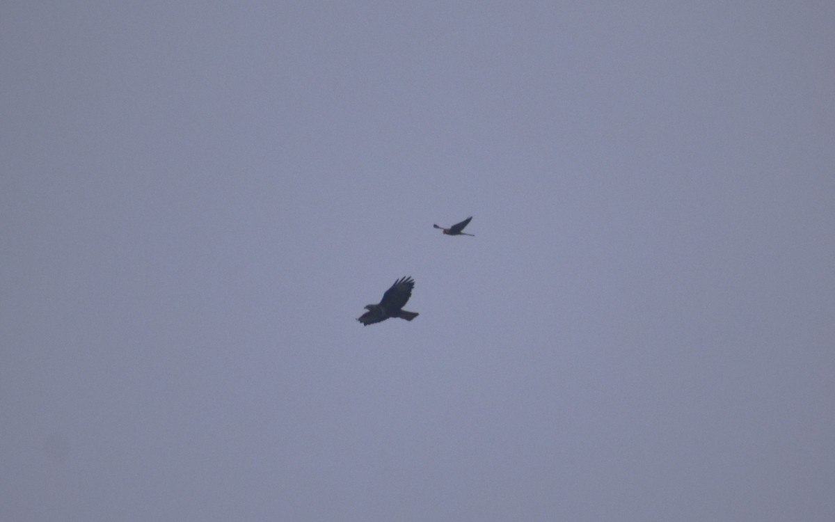 Eurasian Kestrel - ML647145853