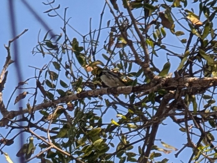Black-throated Green Warbler - ML647145855