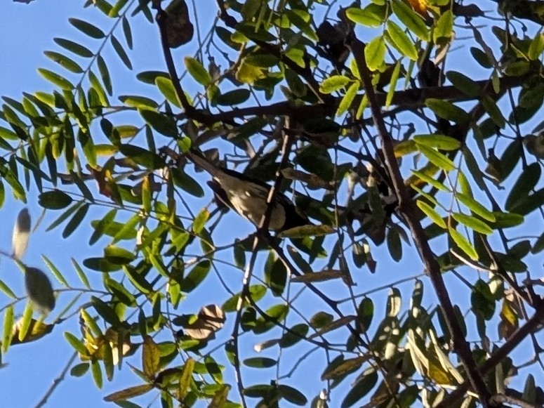 Black-throated Green Warbler - ML647145856