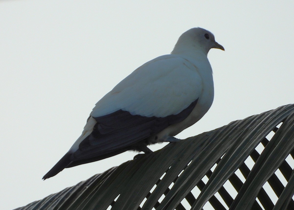 Torresian Imperial-Pigeon - ML647145866
