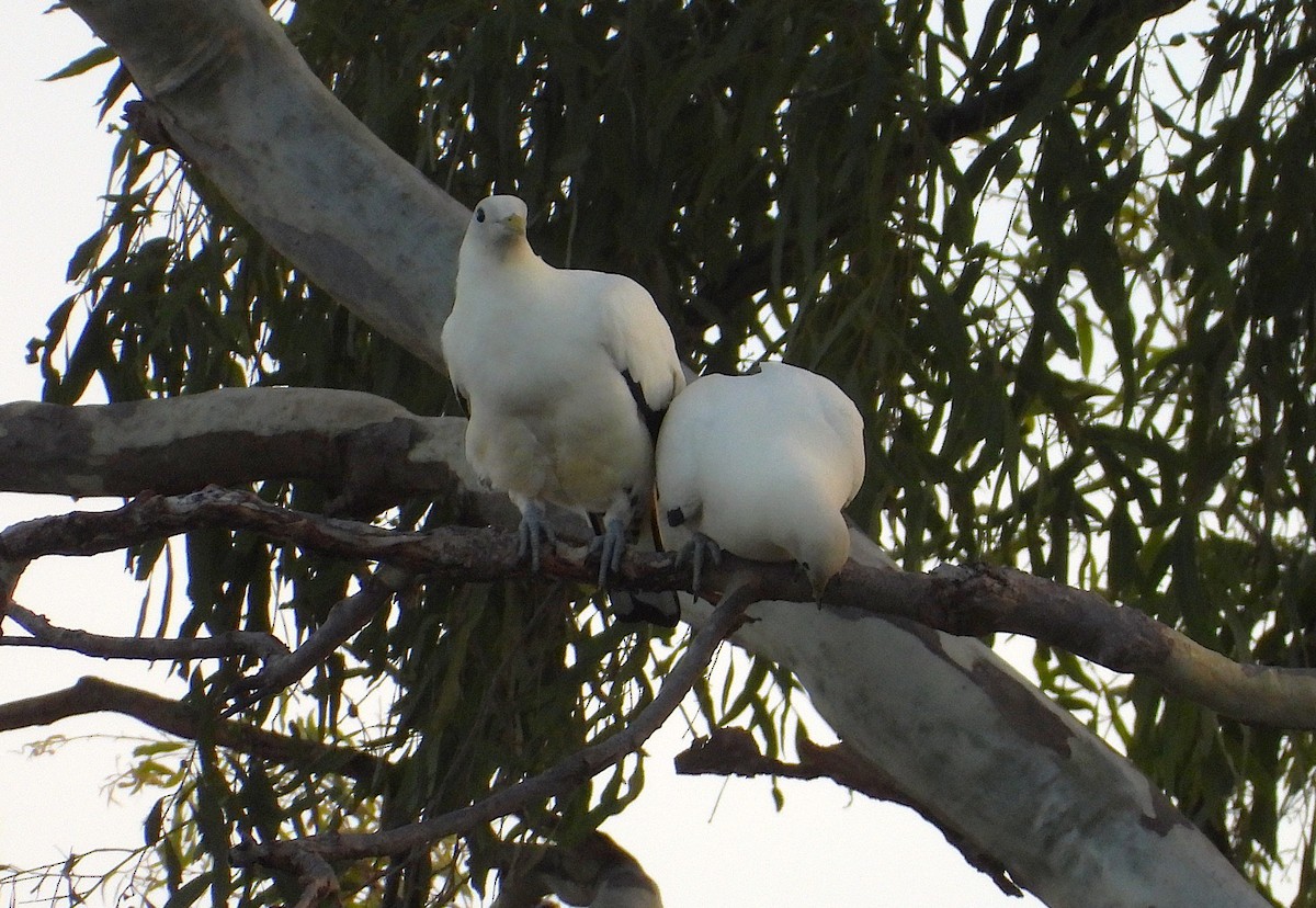 Torresian Imperial-Pigeon - ML647145867