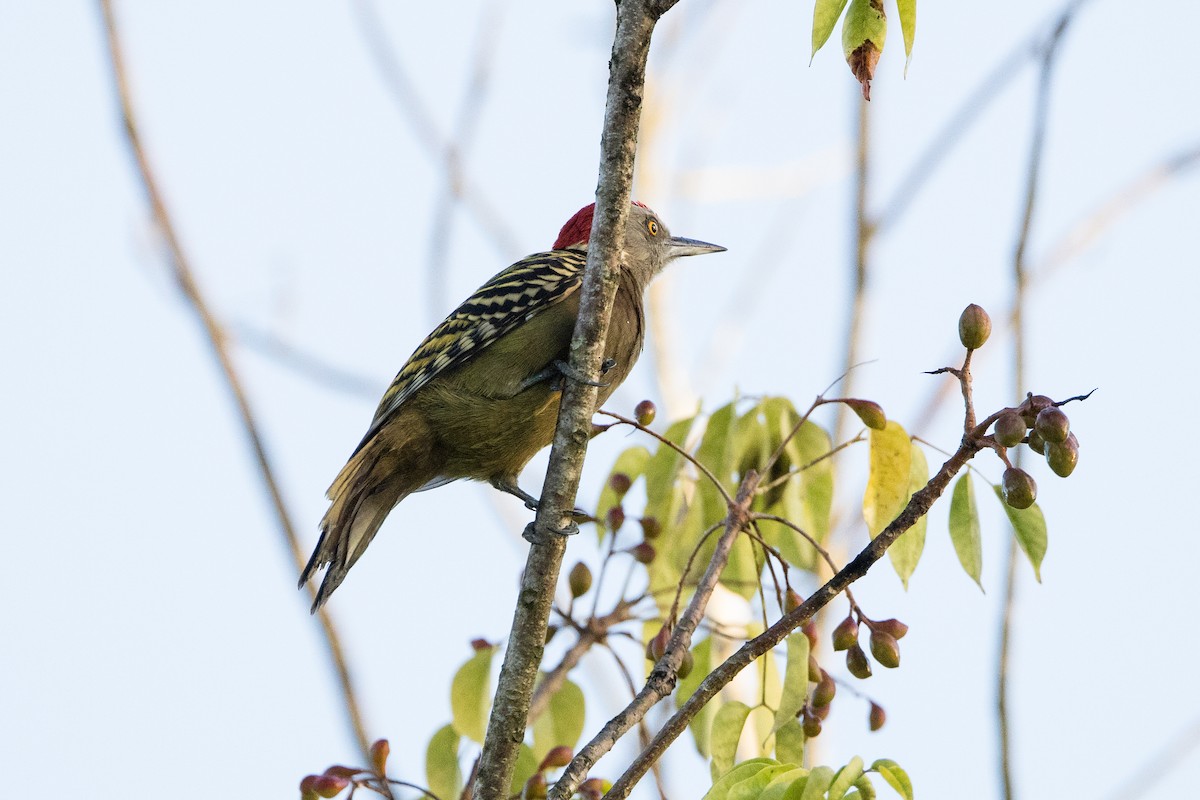 Гаитянский дятел - ML647145875