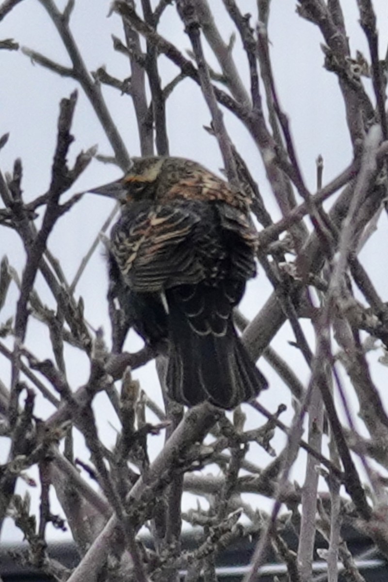 Red-winged Blackbird - ML647145883