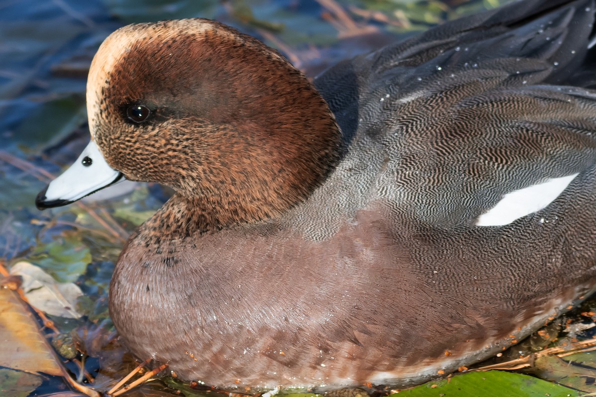 Eurasian x American Wigeon (hybrid) - ML647145886