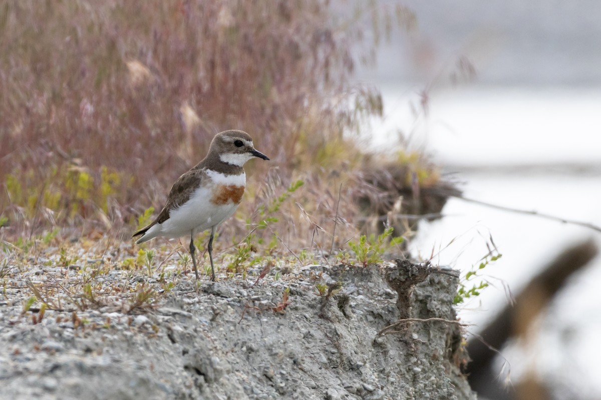 Double-banded Plover - ML647145888