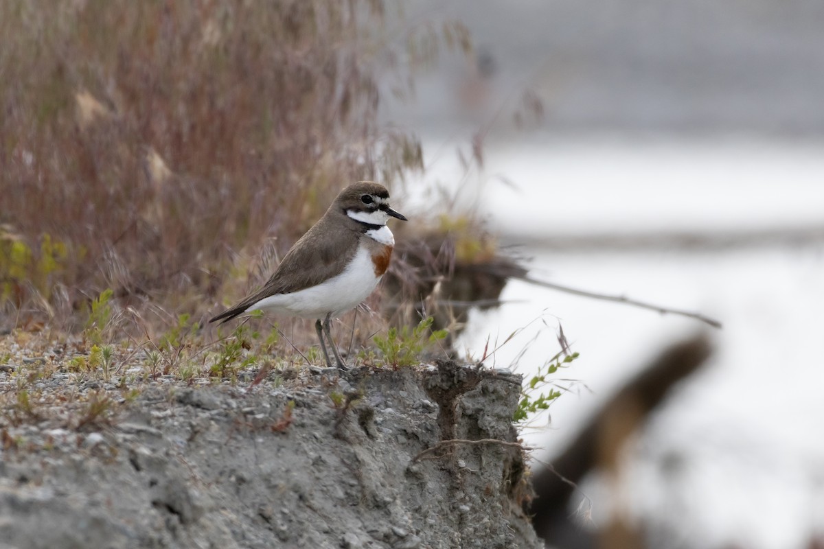Double-banded Plover - ML647145889