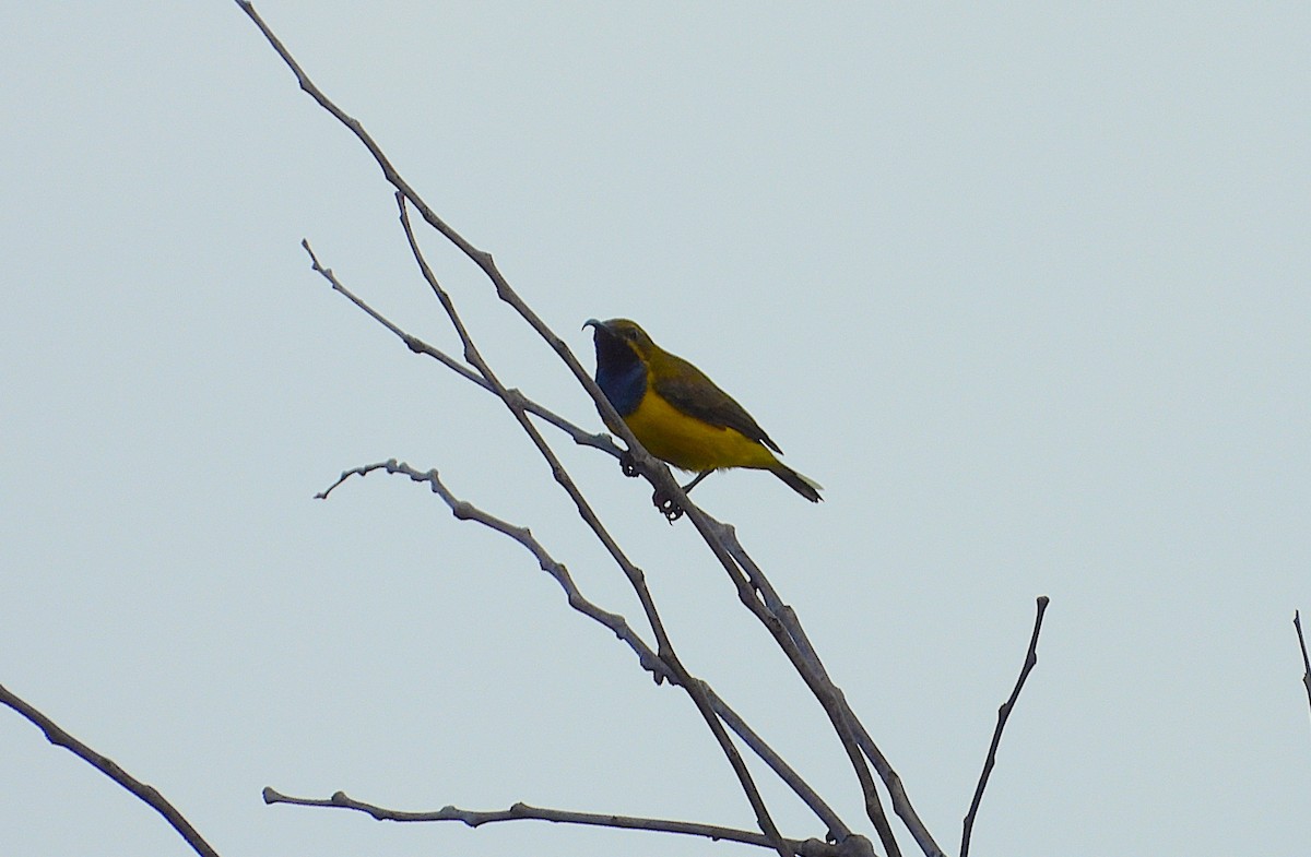 Sahul Sunbird - ML647145890