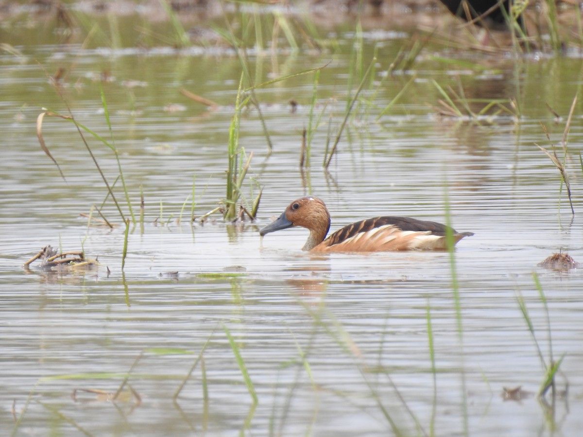 Fulvous Whistling-Duck - ML647145892