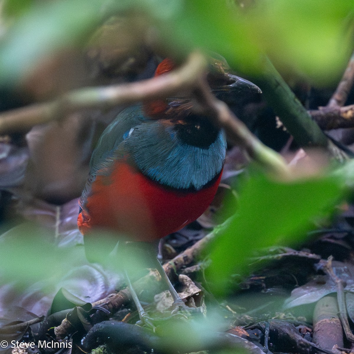 Papuan Pitta - ML647145900