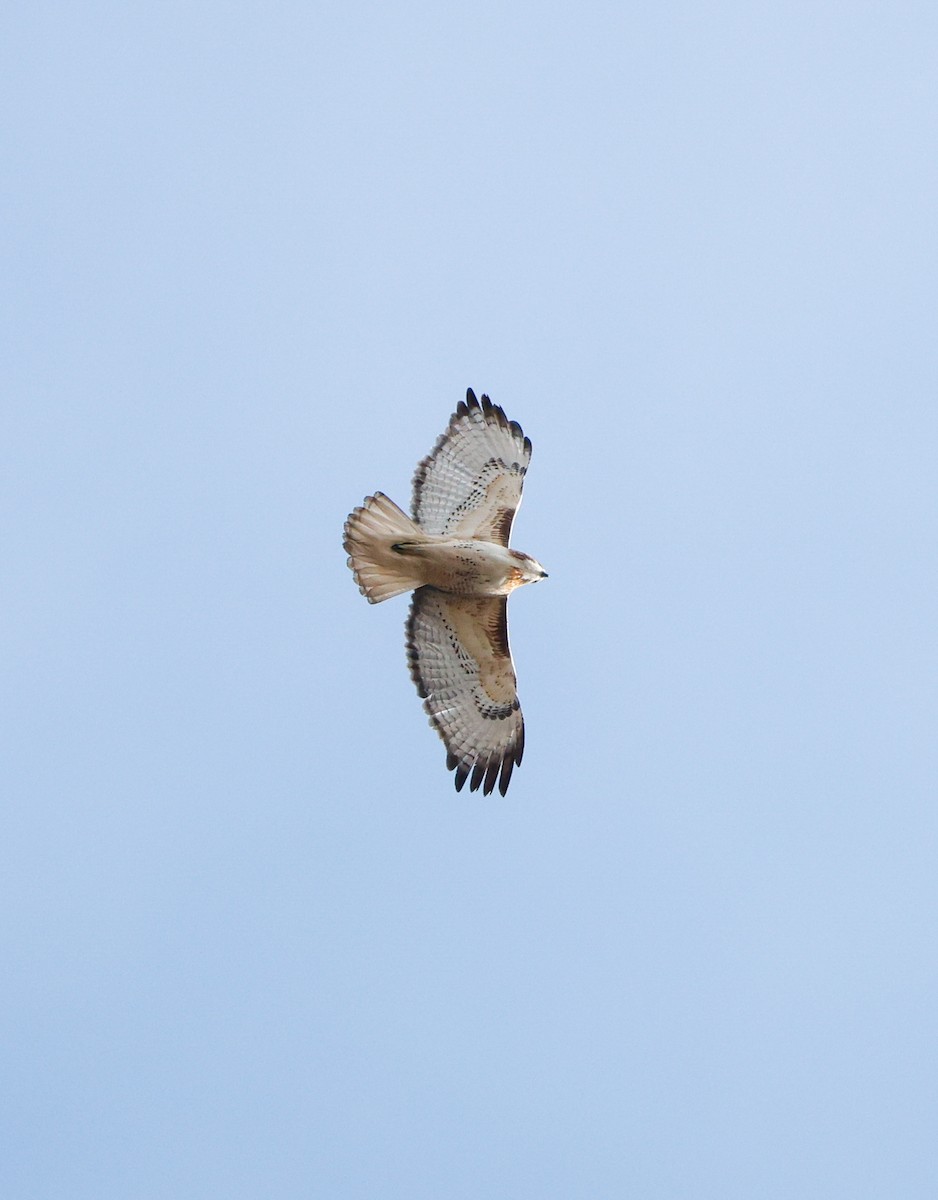Red-tailed Hawk (Harlan's) - ML647145904