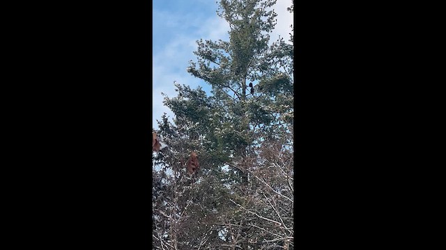 kondor havranovitý - ML647145905