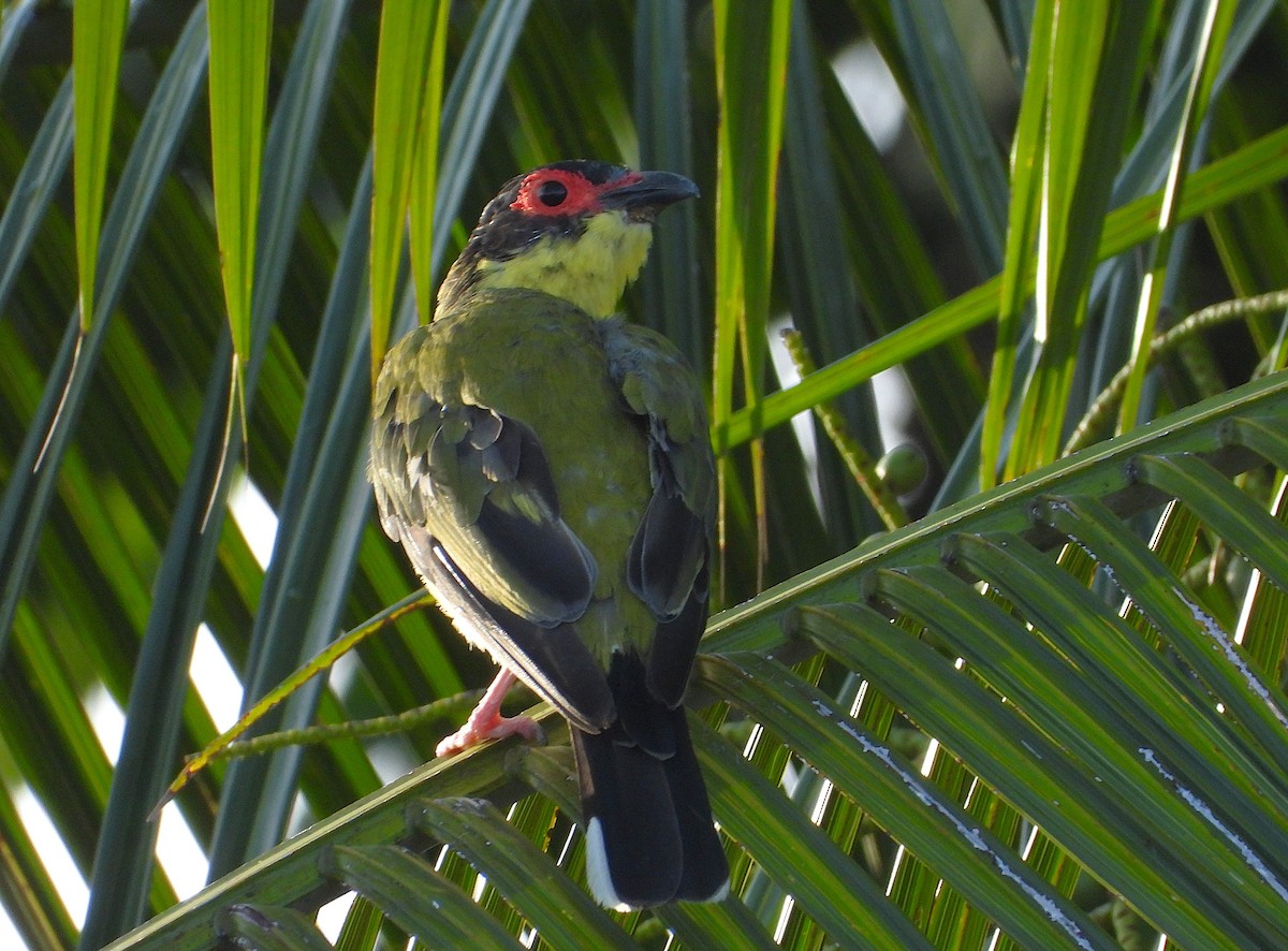 Australasian Figbird - ML647145906