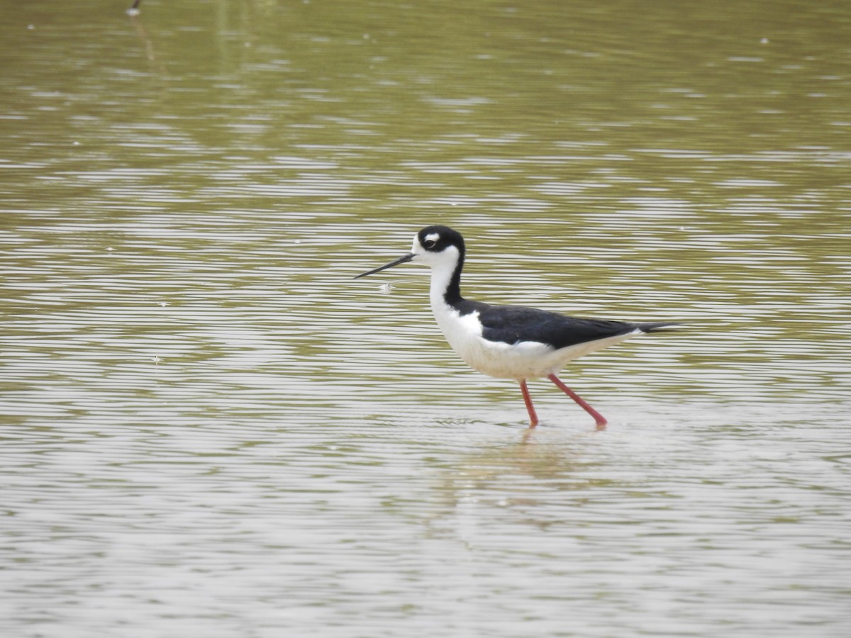 Black-necked Stilt - ML647145907