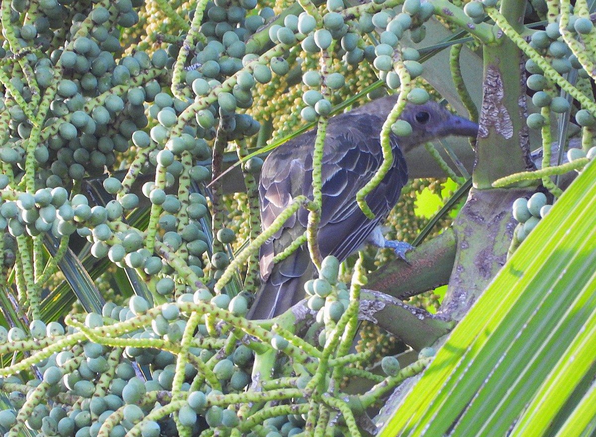 Australasian Figbird - ML647145910