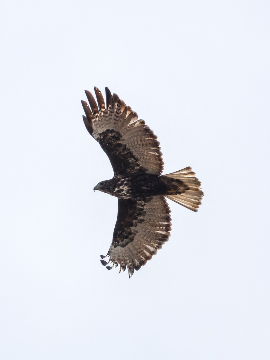 Red-tailed Hawk (Harlan's) - ML647145911