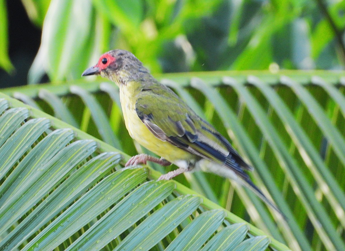 Australasian Figbird - ML647145913