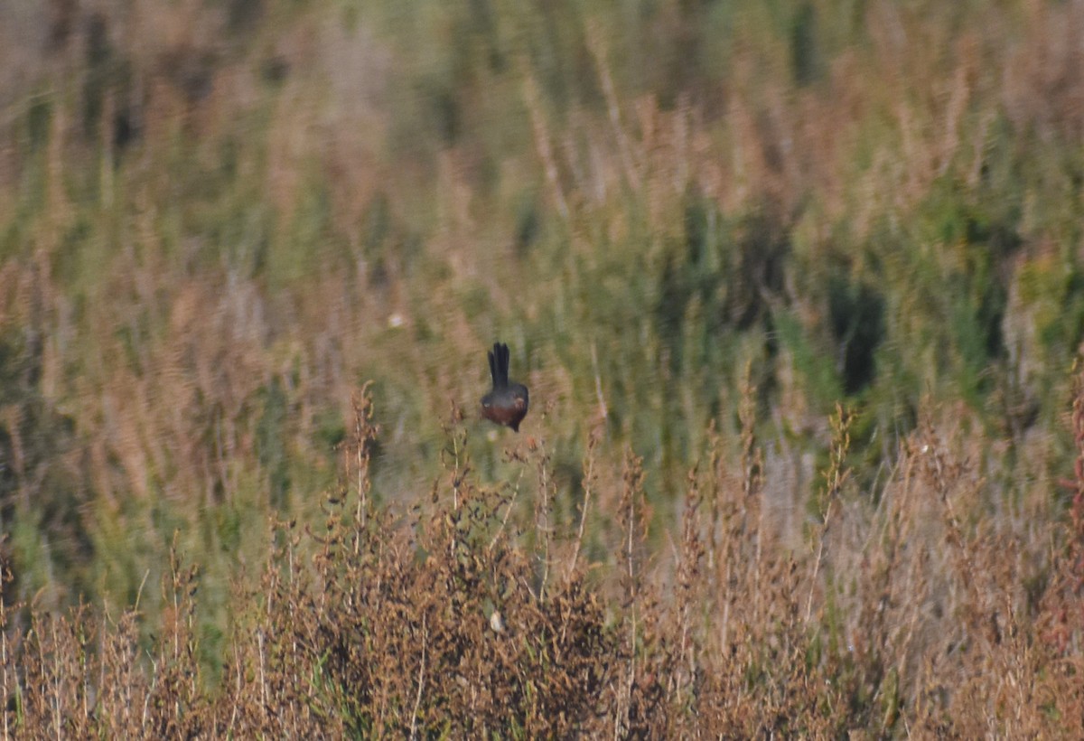 Funda Ötleğeni - ML647145920