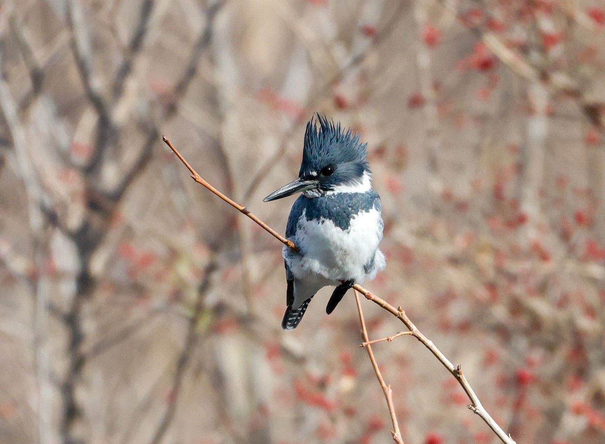 Belted Kingfisher - ML647145921