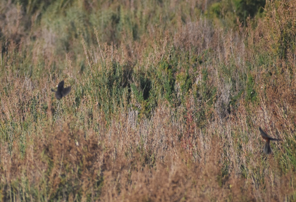 Funda Ötleğeni - ML647145923