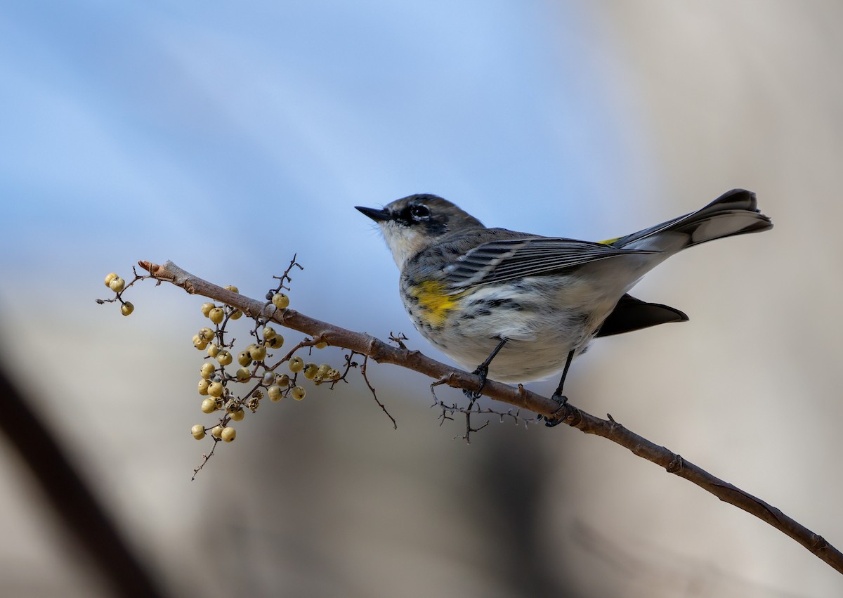 Yellow-rumped Warbler - ML647145929